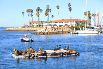 Sea Lions Of Oceanside California