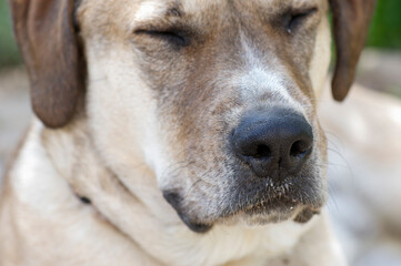 Retrato de perro de cerca con detalle de nariz y textura