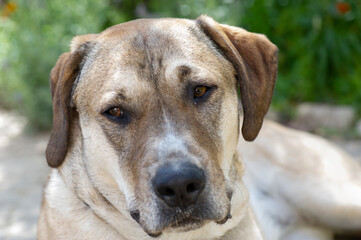 Obraz premium Retrato de perro sobre vegetal