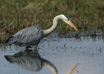 A Grey Heron, Ardea cinerea, hunting along the edge of a stream.	