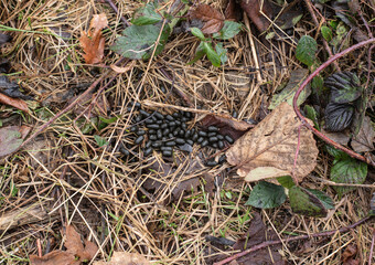 the droppings of a roe deer on forest floor