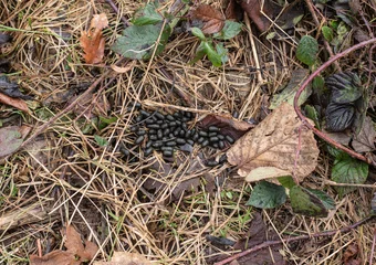 Kussenhoes the droppings of a roe deer on forest floor © Carmen Hauser