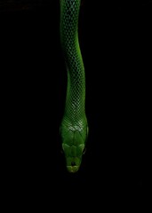 snake