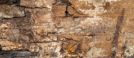 texture of the old spoiled wood damaged
