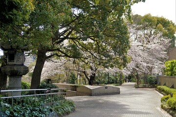 Fototapeta na wymiar 御殿山の桜