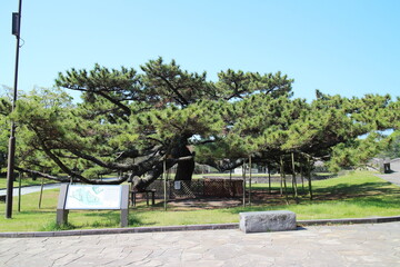 石橋記念公園の立派なクロマツ