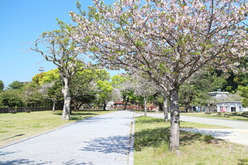 桜が咲く春の石橋公園の自然風景