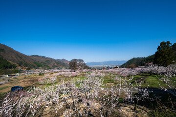 Fototapeta na wymiar 一目10万本のあんずの里 ピンクの花は青空に向かって咲き誇る