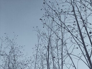 branches against sky
