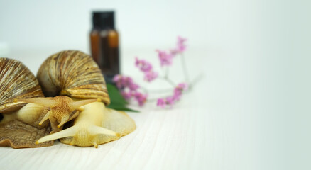 A snail on jar of cream. Beauty concept, skin care, Achatin mucus and collagen.