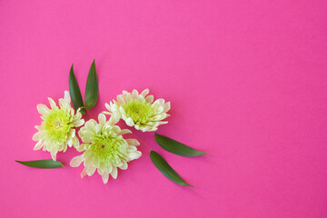 Chrysanthemum flowers, bouquet on a pink background.