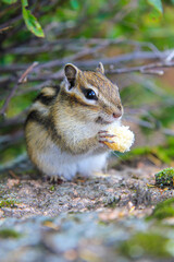 Funny chipmunk eats bread. Forest rodent in its natural environment.