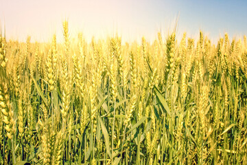 Rye field. Wheat, spikelets to the horizon at sunset