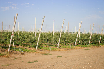 Fototapeta premium Apple farm. Rows of trees grow in the orchard. Agribusiness