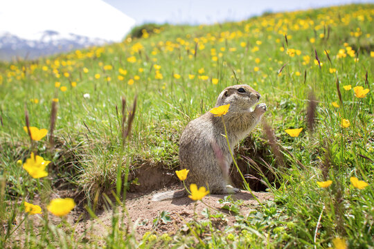 Meadow gopher eating bread in the Elbrus region, Dzhily Su. Close-up