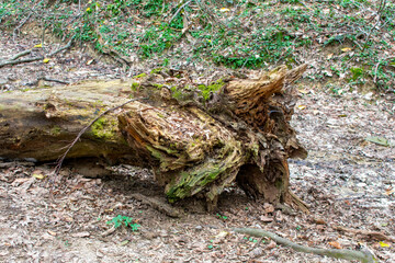 Fallen rotten tree in the forest. An anthill in an old tree. Caucasian forest in spring.