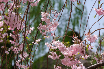 茅葺屋根としだれ桜