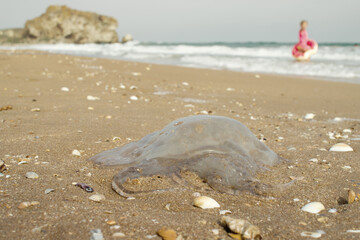 Jellyfish and a child on the shore of sandy beach. Danger, sea creatures