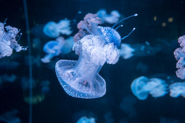 Phyllorhiza punctata jellyfish, also known as floating bell, Australian spotted, brown or...