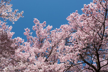 陽光に映える天下第一満開の高遠のタカトオコヒガンザクラ