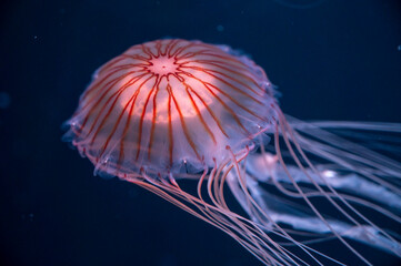 Chrysaora achlyos colorata or purple-striped jellyfish lives in water of coast of California