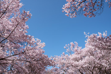 陽光に映える天下第一満開の高遠のタカトオコヒガンザクラ
