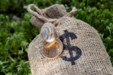 Knotted bag with american dollar symbol