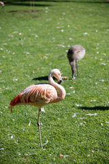 Colony of pink flamingo exotic birds