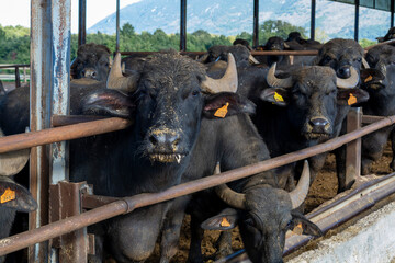 Mediterranea Italiana buffalo raised on Italian cheese farm for production of buffalo milk used to...