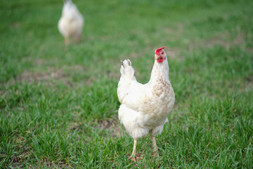 White chicken on a green background. The bird grazes on the grass. 