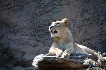Obraz premium Adult female lioness resting on sunlights after dinner