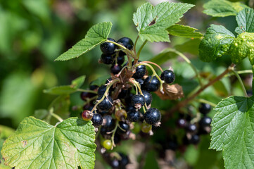 Royal de Naples old variety of black currant berries using for making sweet cassis liqueur in...
