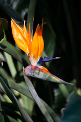 Obraz premium Blossom of Strelitzia reginae, colorful bird of paradise flowers in botanical garden