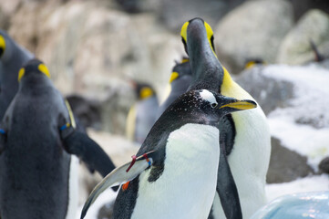 Fototapeta premium Colony of gentoo and emperor penguins sea birds