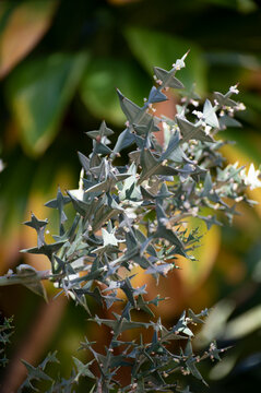 Prickly leaves of evergreen Colletia paradoxa plant