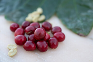 Red ripe arabica coffee berries, green coffee beands and leaves