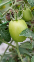 Tomato plants in greenhouse Green tomatoes plantation. Organic farming, young tomato plants growth in greenhouse.