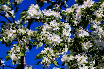 Wild pear tree blossom blooming in spring. Beautiful tender flower on sunny day.