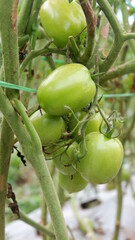 Tomato plants in greenhouse Green tomatoes plantation. Organic farming, young tomato plants growth in greenhouse.