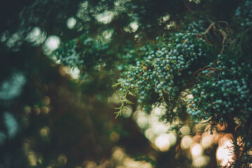 Juniper berries on a free at sunset in Bend Oregon