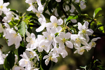 Wild pear tree blossom blooming in spring. Beautiful tender flower on sunny day.