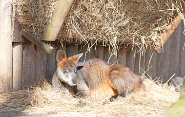 Fototapeta premium Wallaby resting and enjoying the sun