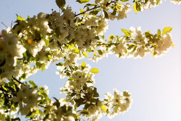 Wild pear tree blossom blooming in spring. Beautiful tender flower on sunny day.