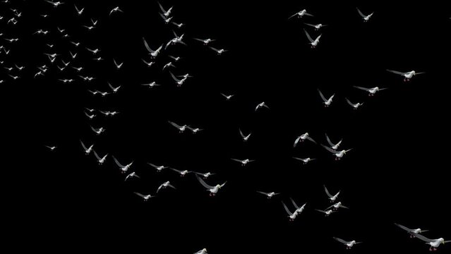 Flock of gulls flying birds and abstract sky spring background, beautiful seagulls flying at sunset. Elegance group of birds flying in a free space. freedom birds concept,symbol of liberty and freedom