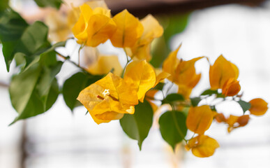 Yellow flowers on the tree. Nature