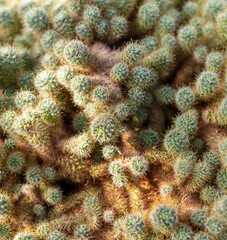 Cactus with needles in the garden.