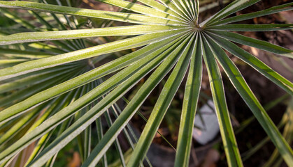 Green leaves on a palm plant.