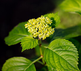 Small white flowers on a green herbaceous plant.