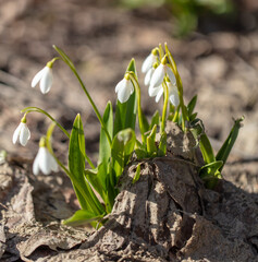 White snowdrop flower in nature.
