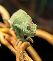 Gordijnen Green chameleon on the branches of a tree. © schankz